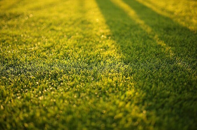 artificial grass